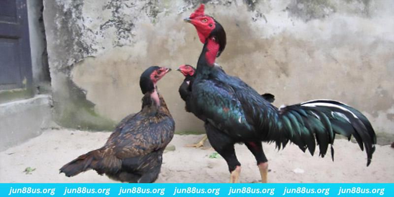u888 vip casino hồ tràm có cho người việt vào không